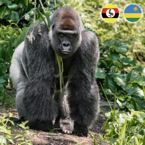 UGANDA 25 REV2 THUMB