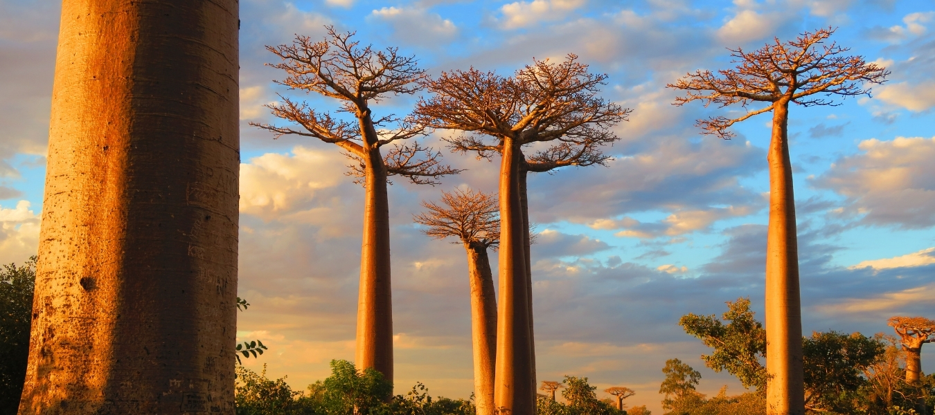 ทัวร์มาดากัสการ์ 272 Madagascar Cover Blog Footer