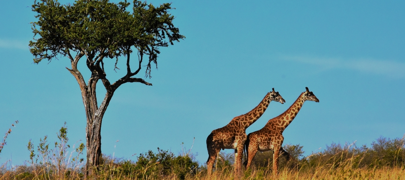 South Africa Cover Blog Footer