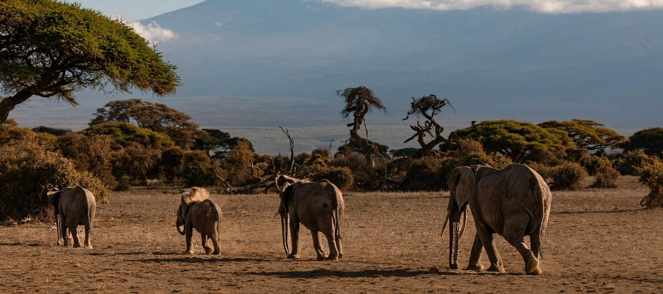 ทัวร์แทนซาเนีย 272 Tanzania Cover Blog Footer