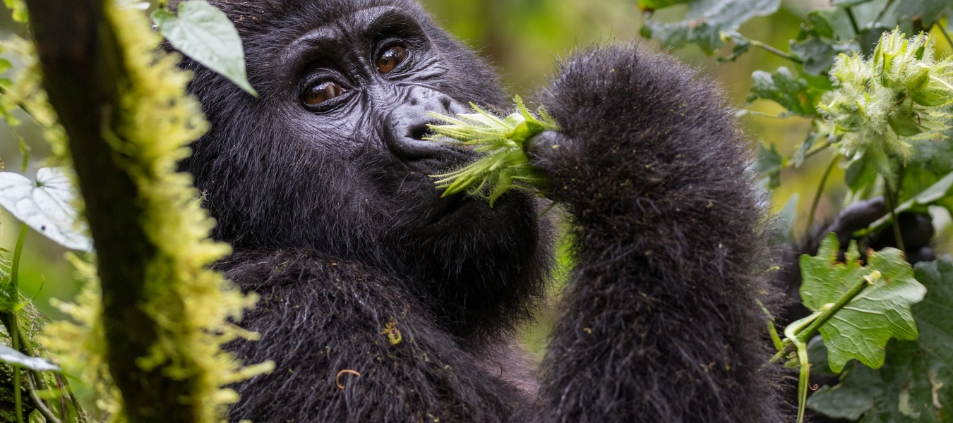ทัวร์ยูกันดา 273 Uganda Cover Blog Footer
